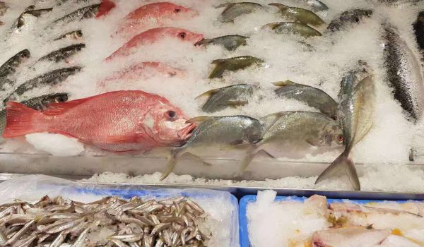 snapper, mullet, pomfret, trevally, salmon