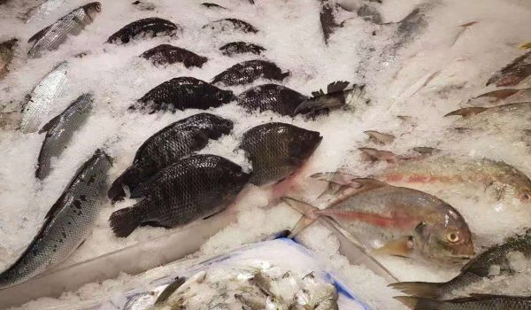 milk fish, tilapia, silver biddy, mullet, trevally