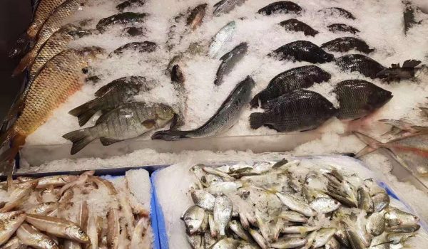 tilapia, whiting, carp, milk fish